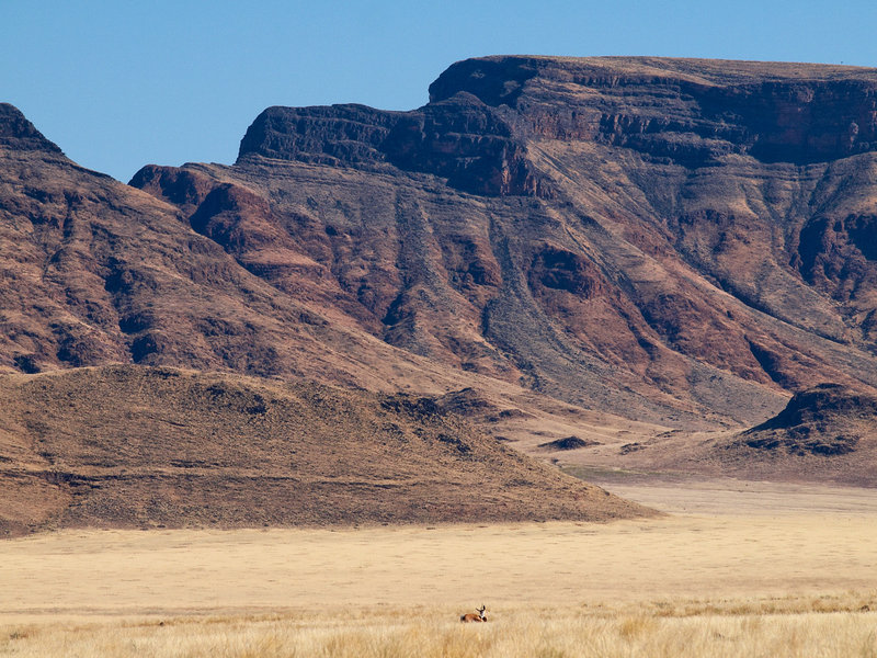 Springbok, Namib Desert